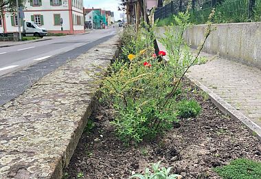 Pflanzen, Kräuter und Stauden am Dichterweg sind gut angewachsen.